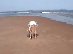 White whore black dick